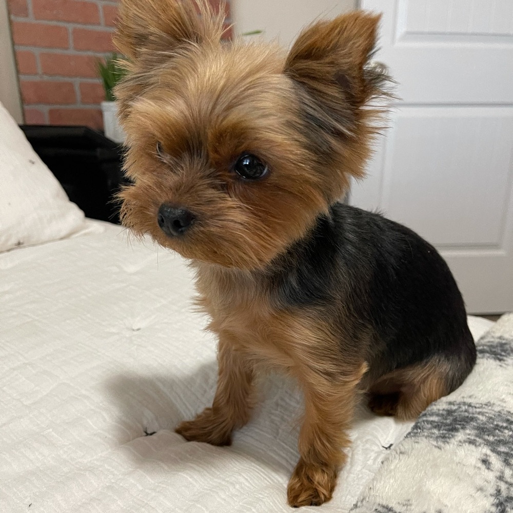 Meet your Posher, Antonieta